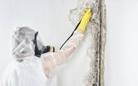 Mold Odor Removal Services in Twinsburg, OH